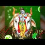 जीवन तेरा श्याम हवाले मन तू क्यों घबराये भजन लिरिक्स