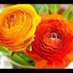 छोटा सा घर है गुरुवर मेरा भजन लिरिक्स