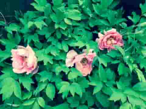 भजले मनवा तू हरि भले आधी ही घड़ी