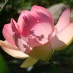 हरि नाम ध्यालो नाम धन कमालो भजन लिरिक्स