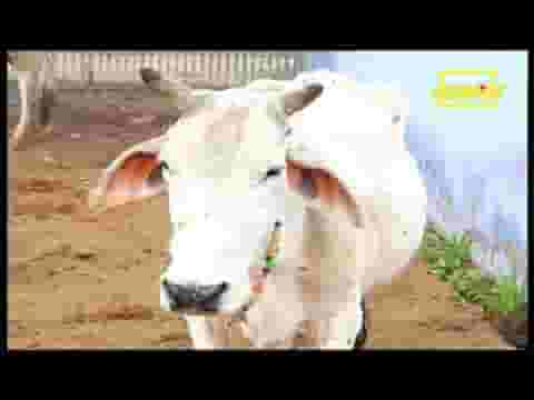 राधा रानी प्यारी बिरज की महारानी भजन लिरिक्स